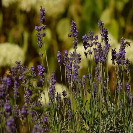 Lejlighed Kleine In Mit Garten